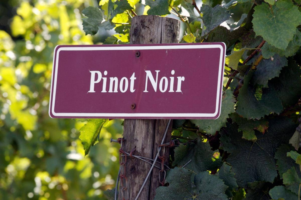 Wina Pinot Noir – jak smakują i jakie kupić? Poradnik zakupowy.