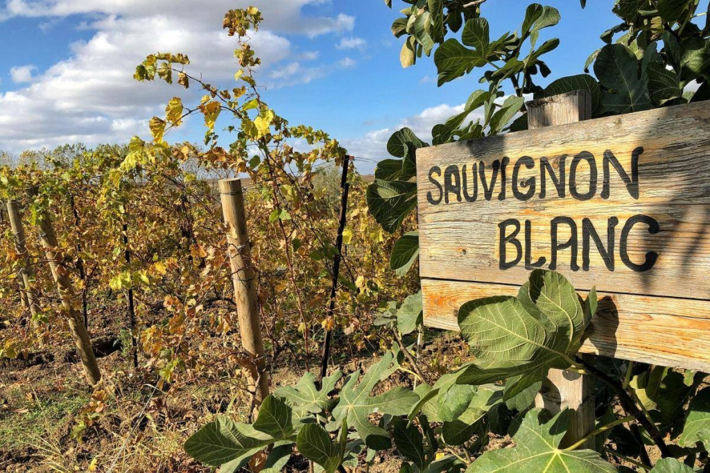 Wino Sauvignon Blanc – jakie wybrać? Wszystko, co powinieneś o nim wiedzieć.